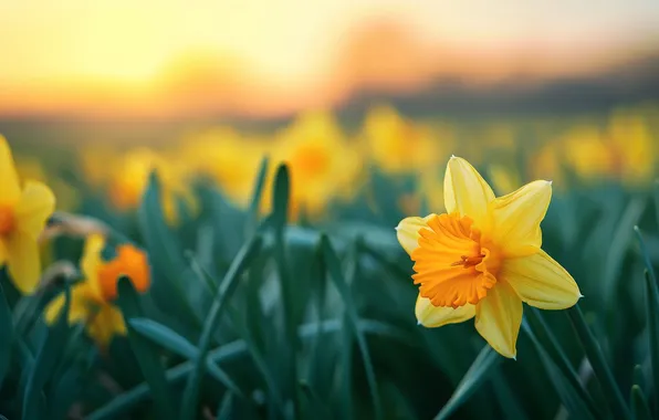 Leaves, flowers, blur, spring, yellow, flowerbed, daffodils, bokeh