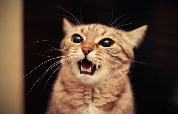 Pussy, mouth, meow