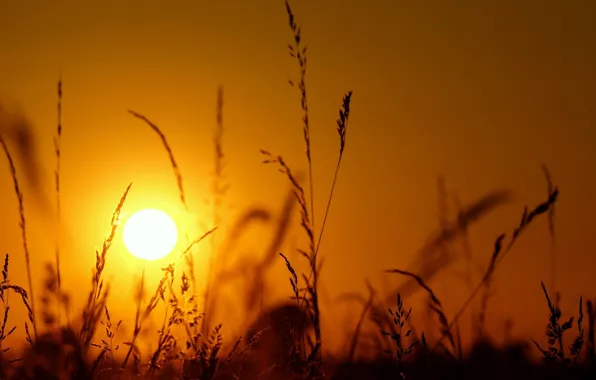 Grass, the sun, macro, light, sunset, spikelets, silhouette
