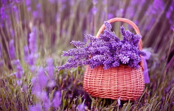 Picture flowers, basket, lavender