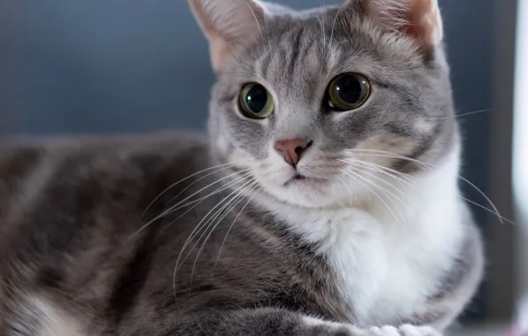 Cat, look, portrait, muzzle, cat