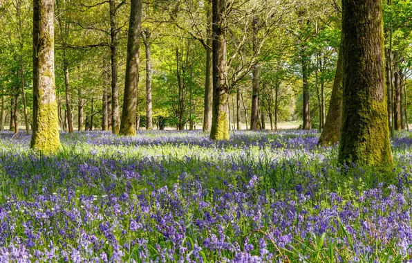 Forest, light, trees, flowers, Park, trunks, glade, spring