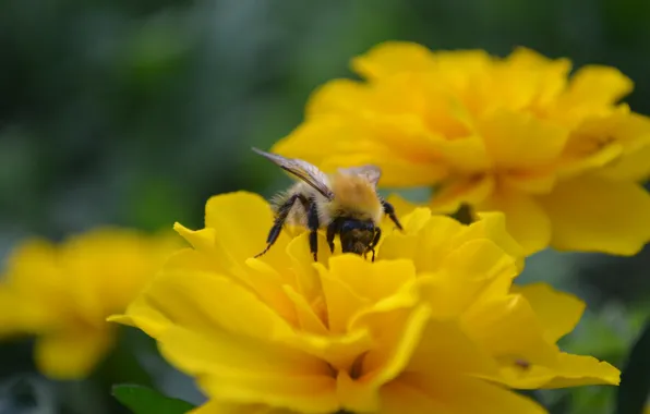 Macro, flowers, insects, nectar, Bee