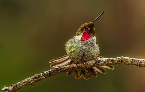 Bird, branch, Hummingbird, openeye