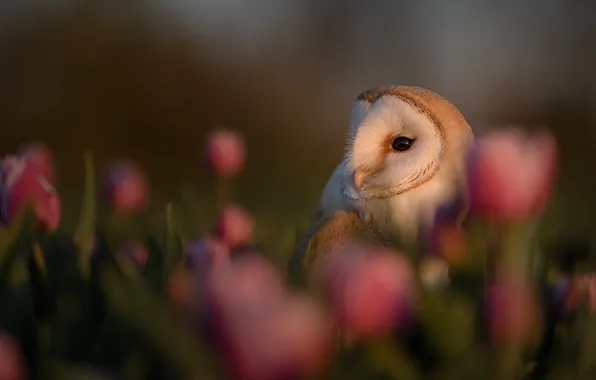 Picture flowers, owl, bird, tulips, bokeh, The barn owl
