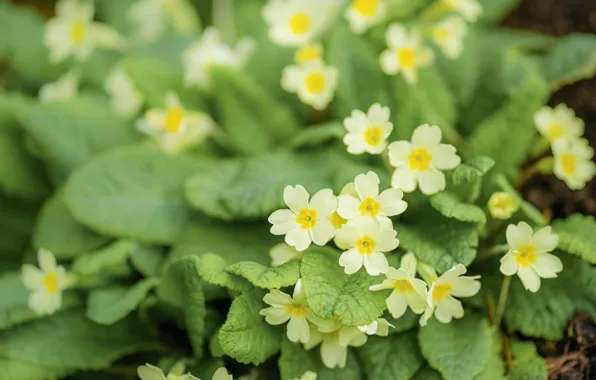 Leaves, flowers, spring, white, primroses, bokeh, bushes, Primula