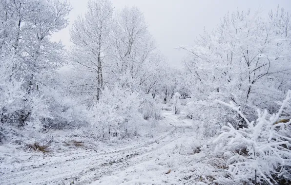 Winter, Snow, Frost, Winter, Frost, Snow