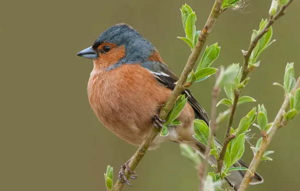Sheet, bird, branch, beak, Chaffinch