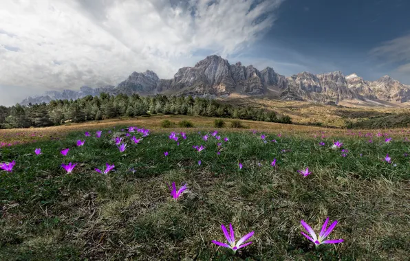 Field, the sky, clouds, flowers, mountains
