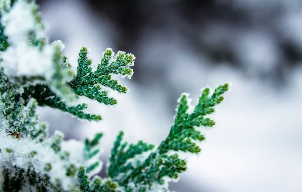 Winter, macro, snow, green, branch, cypress