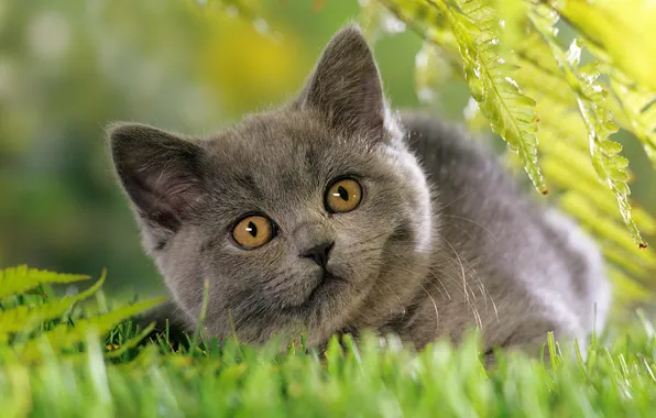 Picture grass, cats, nature