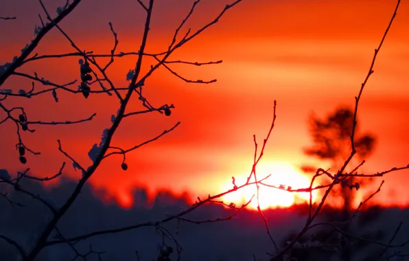 The sky, the sun, sunset, branch