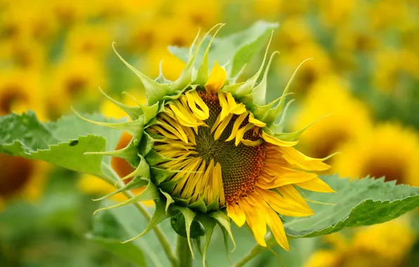 Picture field, summer, nature, sunflower