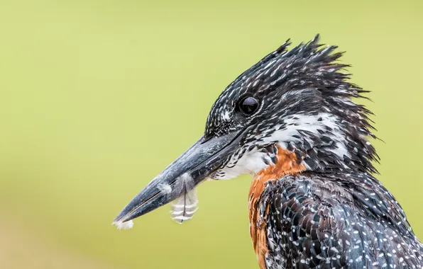 Picture background, bird, beak, profile, Kingfisher