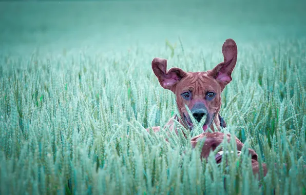 Picture dog, running, ears, in the field