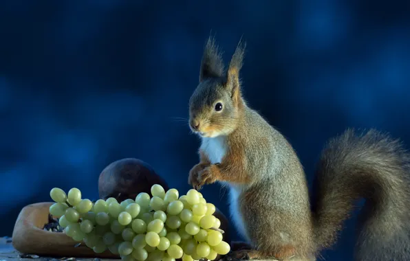 Picture background, protein, grapes, grey