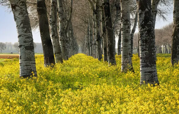 Birch, rape, birch grove, rapeseed field