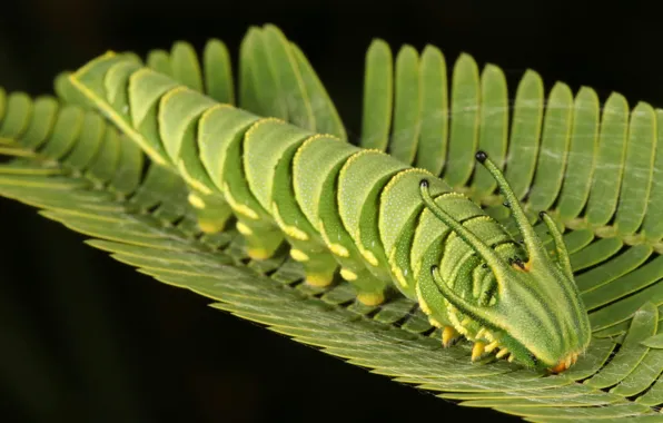 Caterpillar, sheet, background, dragon