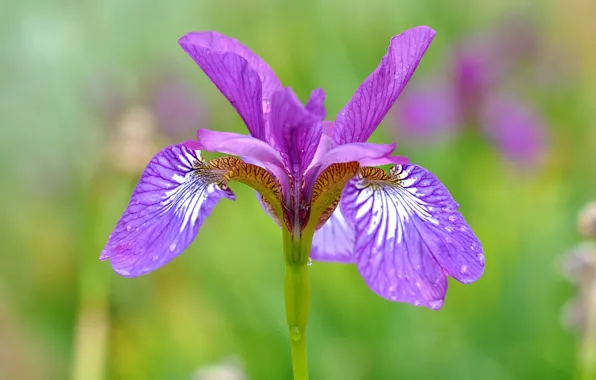 Macro, nature, petals, iris