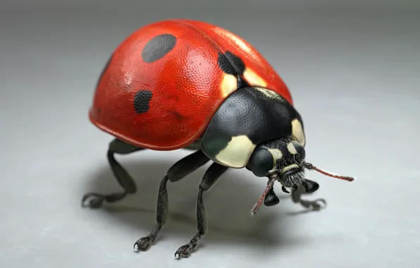 Picture ladybug, art, Jocelyn Strob Simard