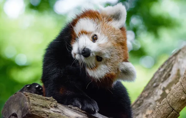 Look, face, pose, background, tree, paw, portrait, cute