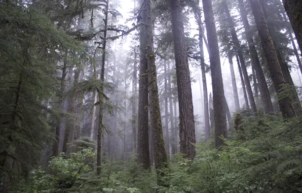 Forest, trees, nature, fog, USA, USA, Olympic National Park, Olympic national Park