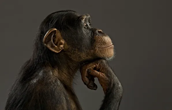 Picture mood, model, monkey, chimpanzees