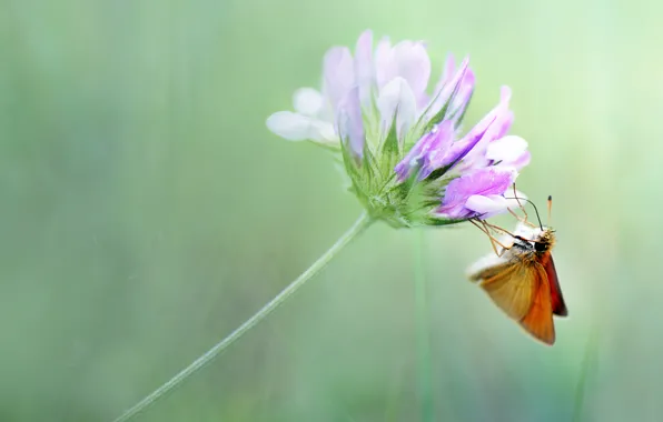 Picture summer, macro, flowers, background, butterfly, Wallpaper from lolita777