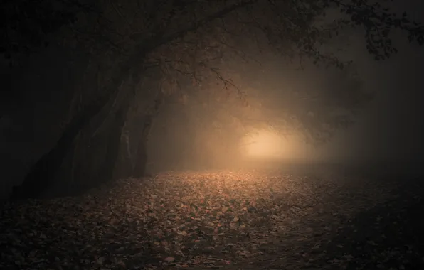 Autumn, trees, nature, fog, overcast, mood, foliage, haze