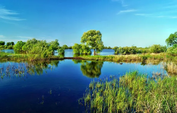 The sky, grass, water, trees, lake, the reeds