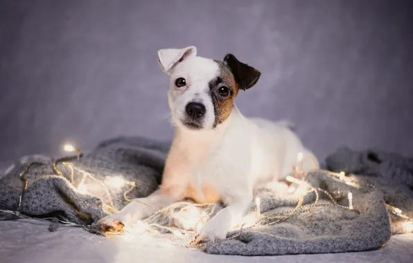 Picture look, portrait, dog, plaid, garland, doggie, Parson-Russell-Terrier