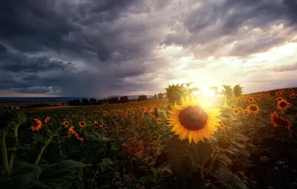 Summer, sunflowers, morning