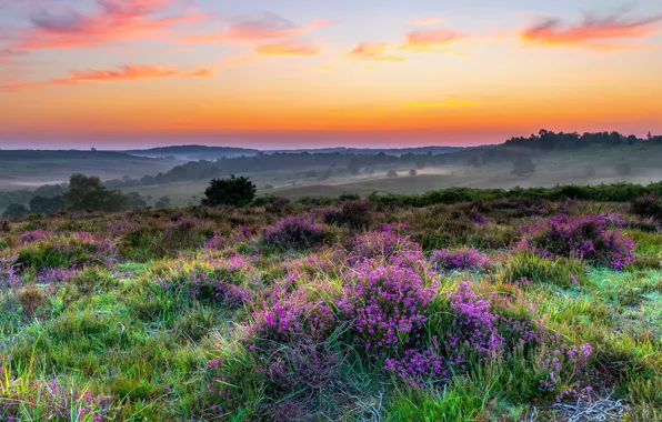 Field, forest, the sky, flowers, fog, dawn, hills, dal