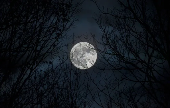 Picture the sky, trees, night, branches, nature, the moon, the full moon