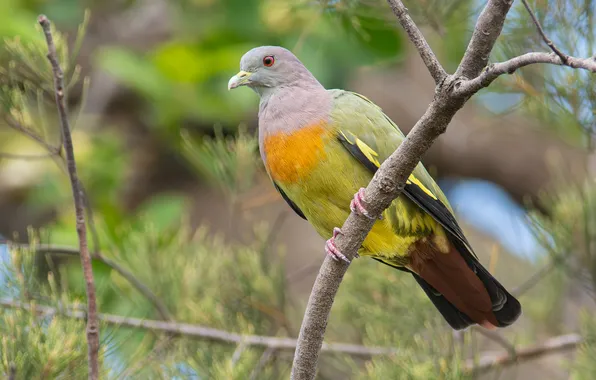 Bird, dove, branch