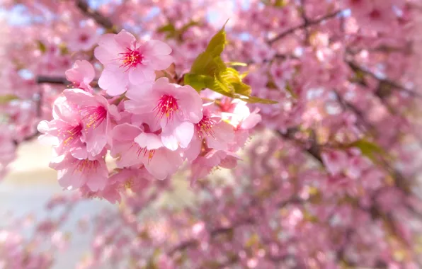Picture spring, Sakura, flowering