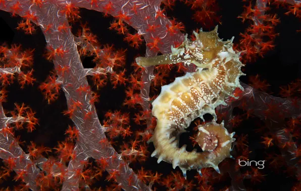 Wallpaper, animals, sea