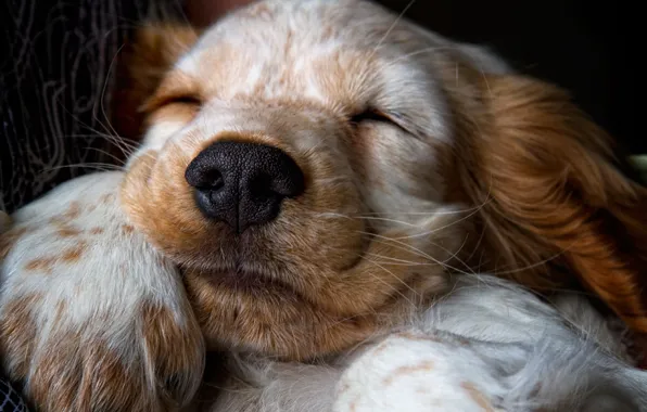 Picture paw, wool, nose, puppy, snoozing, Sonia, Spaniel