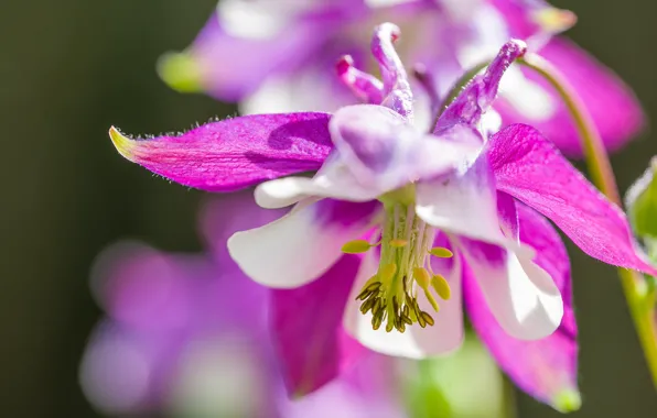 Macro, petals, the catchment, Aquilegia