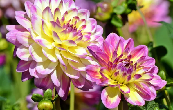 Photo, Flowers, Dahlias