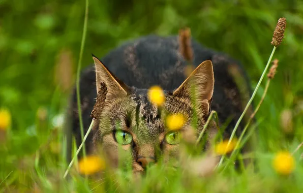 Cat, grass, eyes, cat, look, nature, green