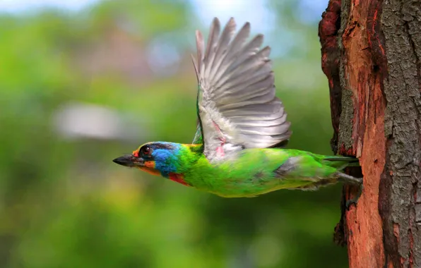 Tree, bird, wings, flies
