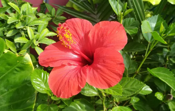 Hibiscus, Chinese rose, Hibiscus