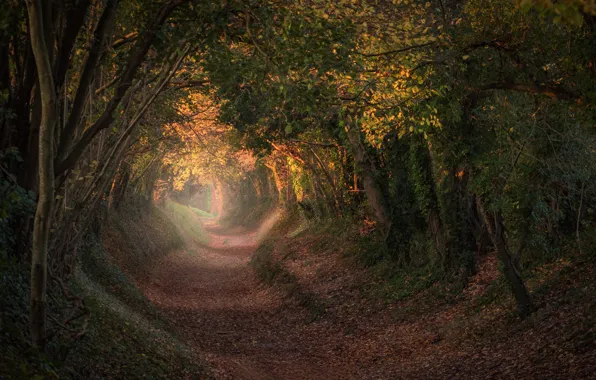 Picture autumn, trees, England, trail, the tunnel, the tunnel, England, West Sussex