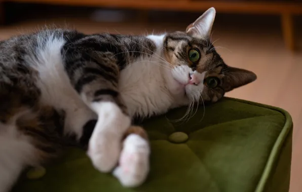 Picture cat, cat, look, face, pose, grey, chair, paws