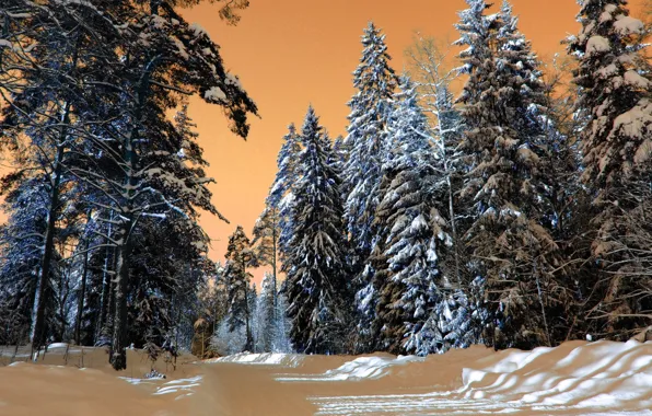 Winter, forest, snow, nature