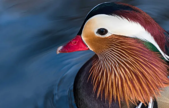 Water, nature, pond, background, bird, portrait, duck, pond