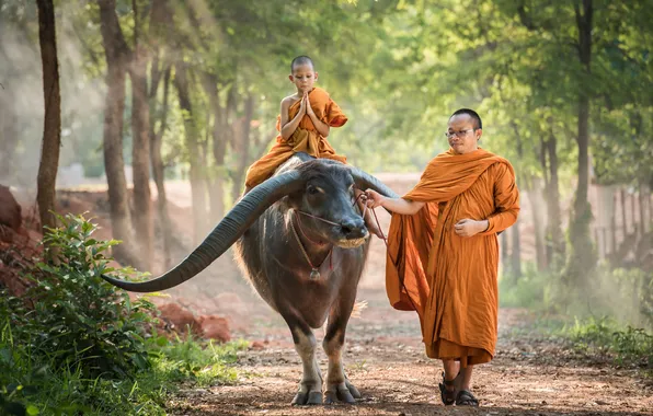 Nature, boy, asian, monk