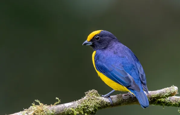 Branches, background, bird, Orange - capped euphony
