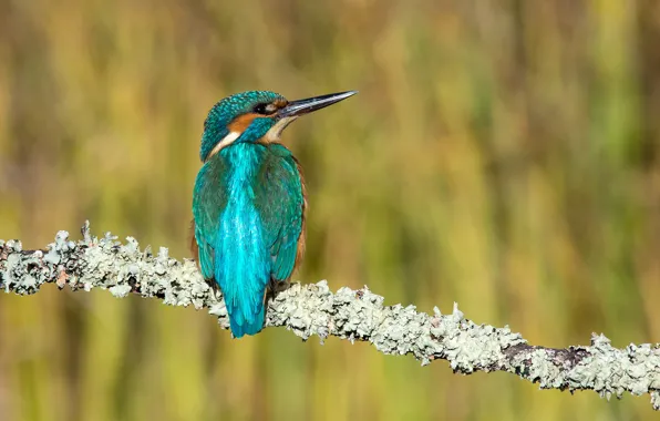 Greens, the sun, branches, nature, bird, bokeh, Kingfisher